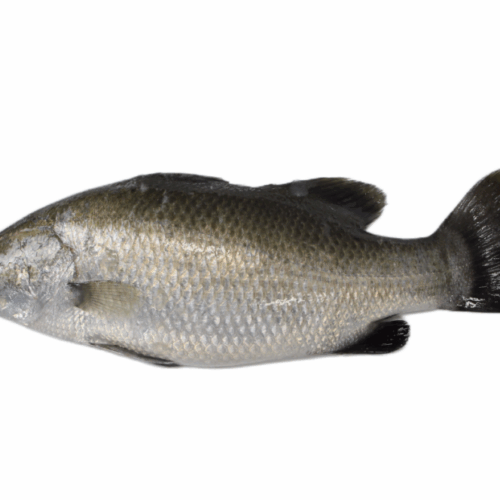 Frozen Barramundi whole round 1000-2500g bulk pack