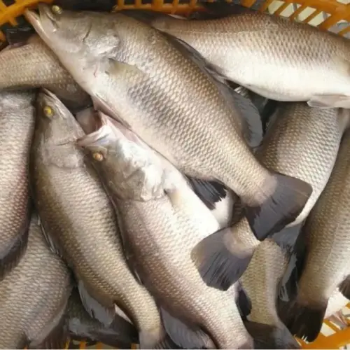 barramundi 500-2000g farm raised in China, asia seabass