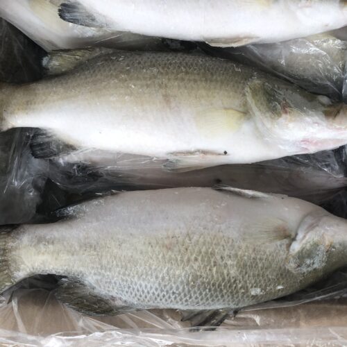 Frozen barramundi whole round 1000-2500g bulk pack