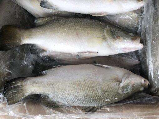 Frozen barramundi whole round 1000-2500g bulk pack