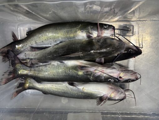 Frozen Channel Catfish for Export - Wholesale Supplier