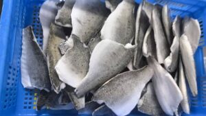Frozen Japanese Seabass Fillet Skin-on IQF - CHF SEAFOOD