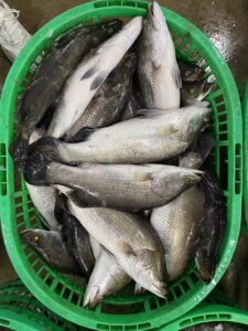 fresh barramundi 500-2000g, farm raised
