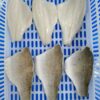 Frozen Seabass Fillet Skin-on, Boneless - Zhuhai China Factory