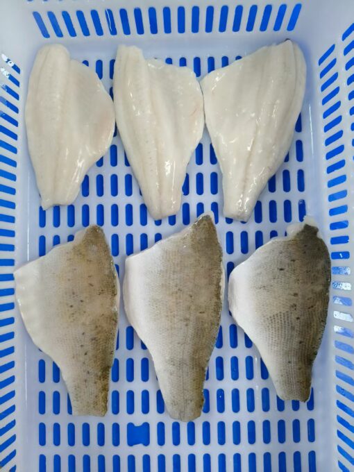 Frozen Seabass Fillet Skin-on, Boneless - Zhuhai China Factory