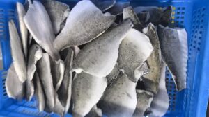 Freshly processed frozen Asian Seabass (Lateolabrax japonicus) fillets by Zhuhai Chenghuifeng Agricultural Science and Technology Co., Ltd., premium quality export product from China.