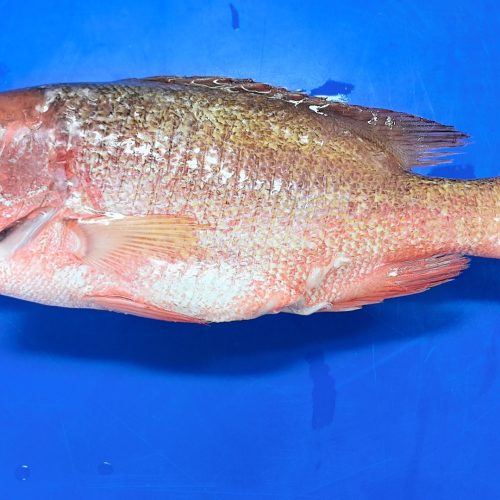 Frozen Red Snapper | Farm-Raised Sea Red Snapper Supplier