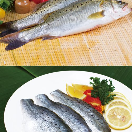 A Major Breakthrough: Local Breeding of Baijiao Sea Bass Successfully Achieved After 30 Years