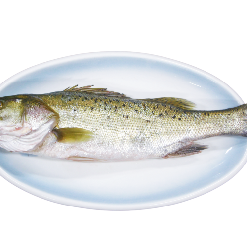 Asian Seabass