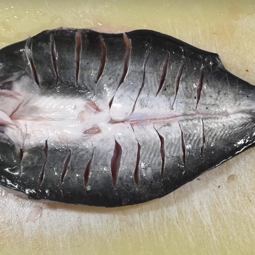 Channel Catfish