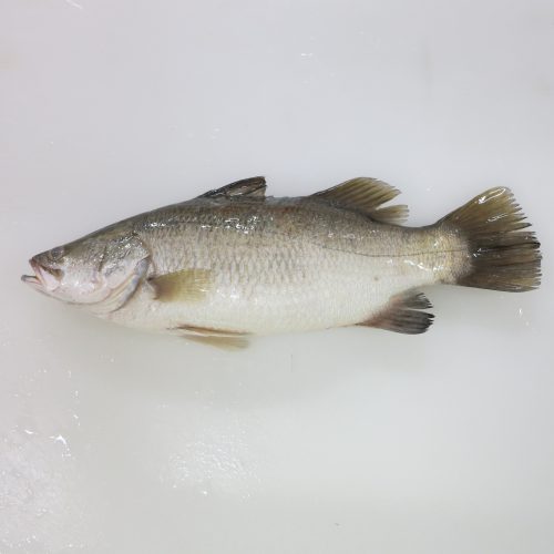 Barramundi