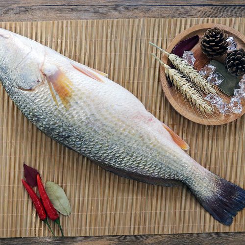Red Drum Fish