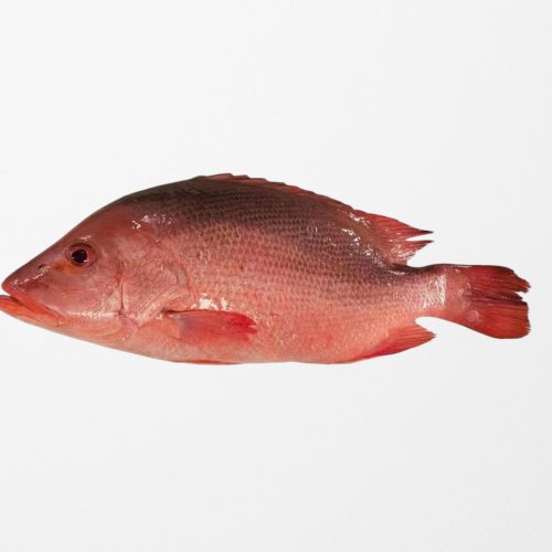 Red Snapper