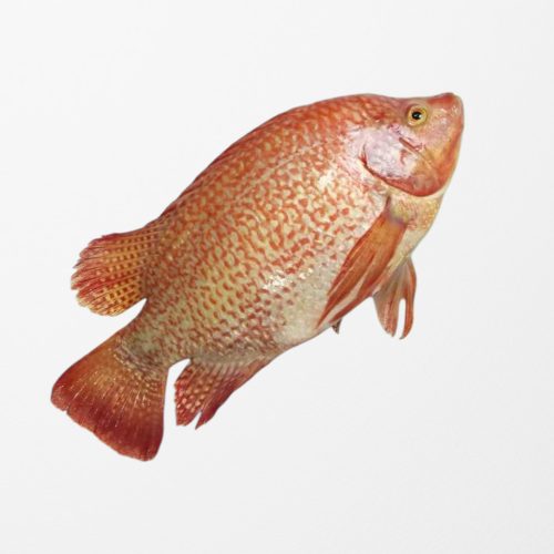 Red Tilapia