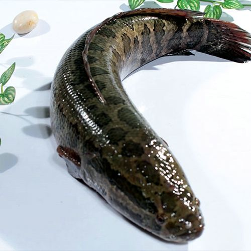 Snakehead Fish