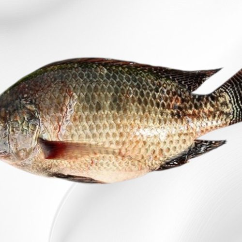 Tilapia