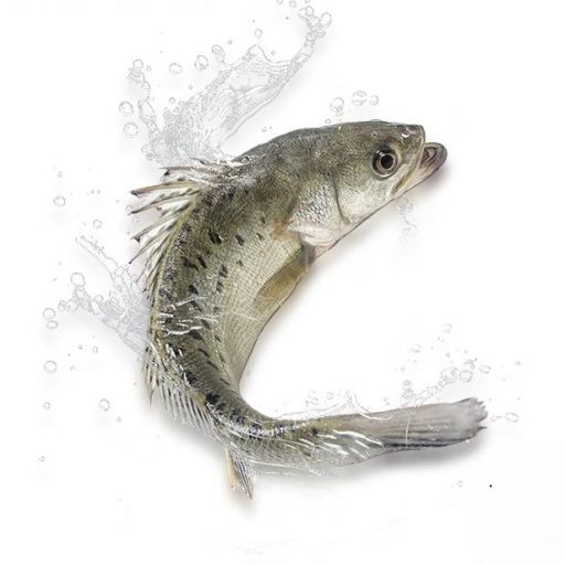 Contact CHF Seafood – Sustainable Fish Processing & Aquaculture