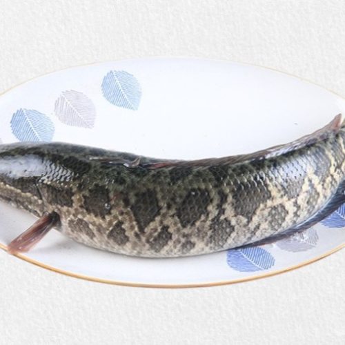 Fresh farm-raised Snakehead Fish – 生鱼 / 黑鱼片 / 乌鱼”