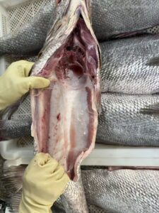Freshly frozen brown croaker processed in factory