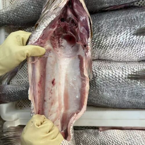 Freshly frozen brown croaker processed in factory