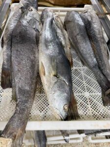 Frozen brown croaker sorted by weight for wholesale