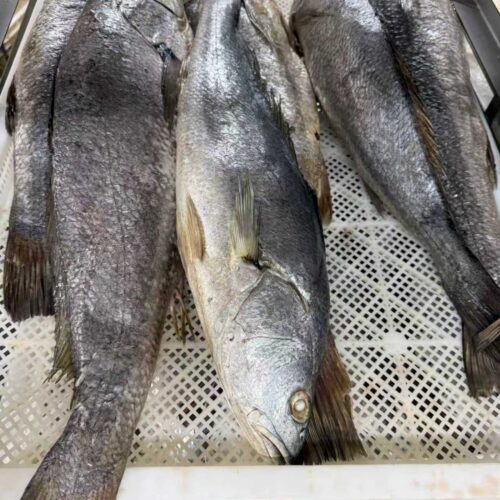 Frozen brown croaker sorted by weight for wholesale