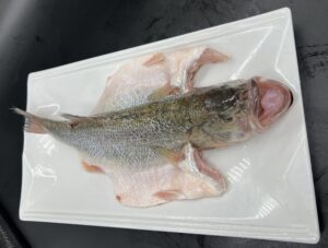 Frozen Largemouth Bass California Bass Supplier CHF SEAFOOD