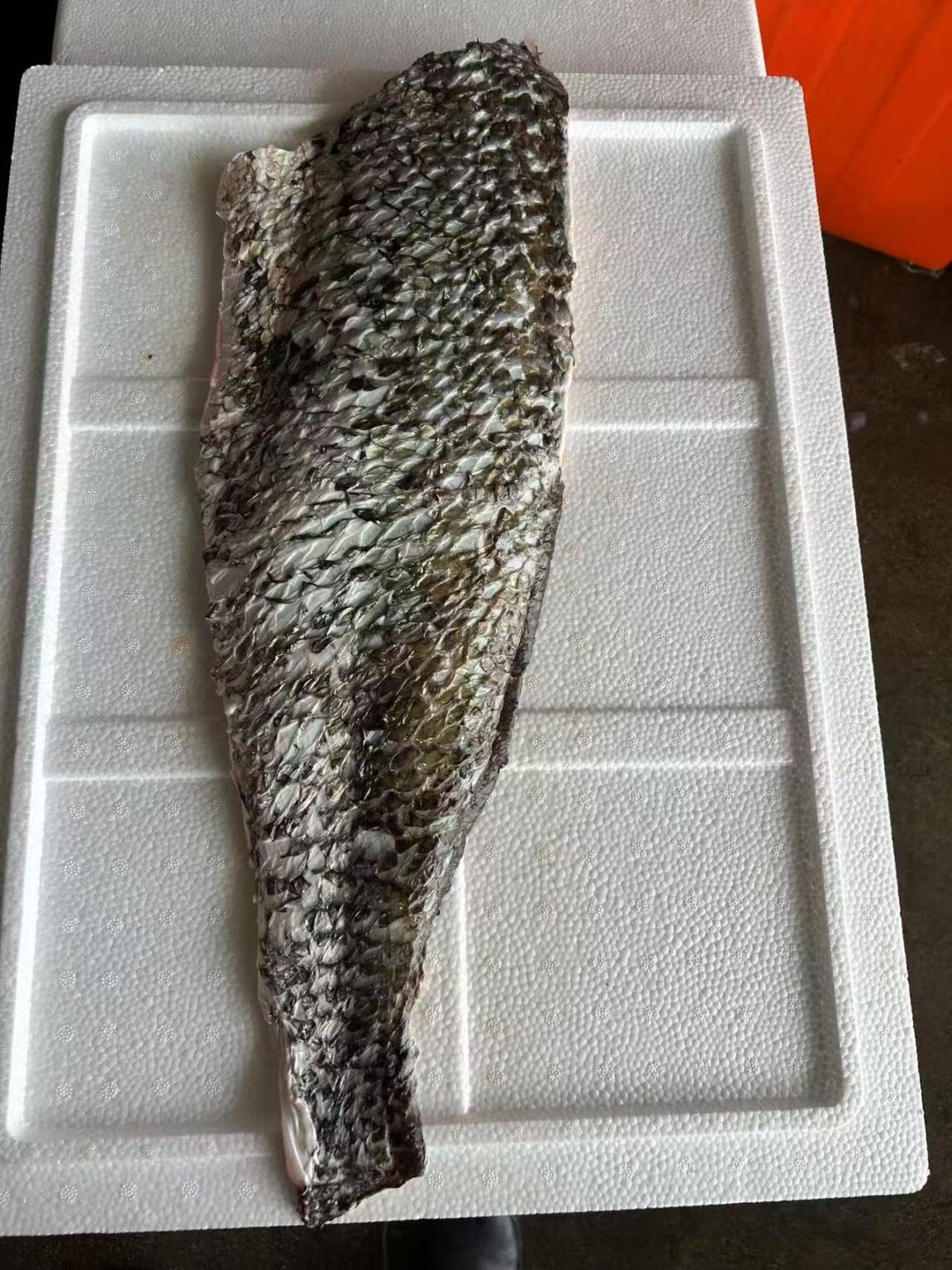 Frozen Brown Croaker – Premium Offshore Farmed Fish Supplier
