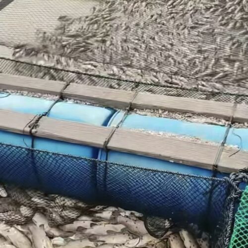 Breaking News: Cage Aquaculture Industry Hit Hard Again!