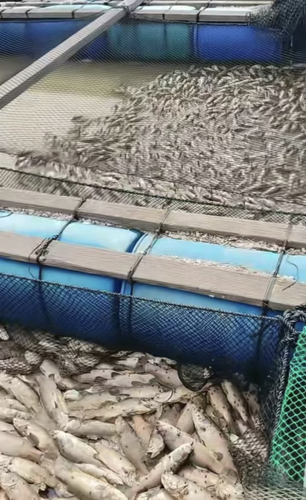 Breaking News: Cage Aquaculture Industry Hit Hard Again!