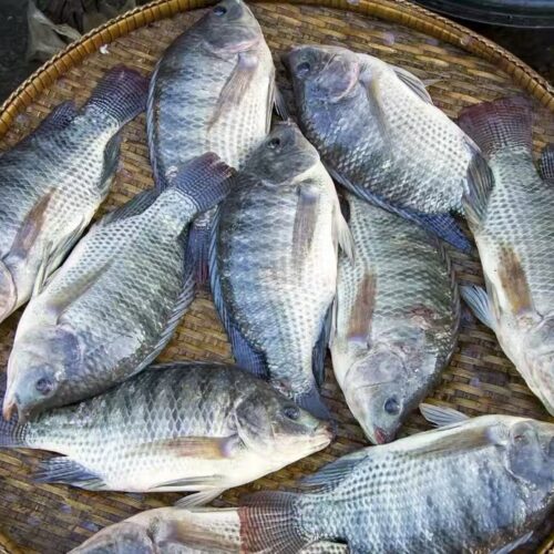 China’s Tilapia Industry Hit by Typhoon Wipa, Export Slump Creates Market Turmoil | CHF Seafood News
