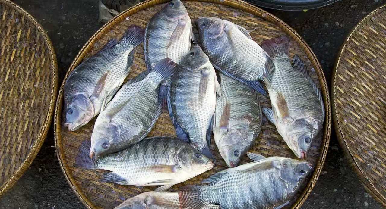 China’s Tilapia Industry Hit by Typhoon Wipa and Export Slump, Creating Market Turmoil