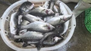 Seabass  farm in China