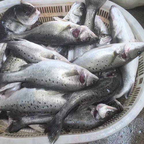 Farm – gate Prices of Zhuhai, China Asian Sea Bass (Lateolabrax Japonicus) as of August 25, 2025