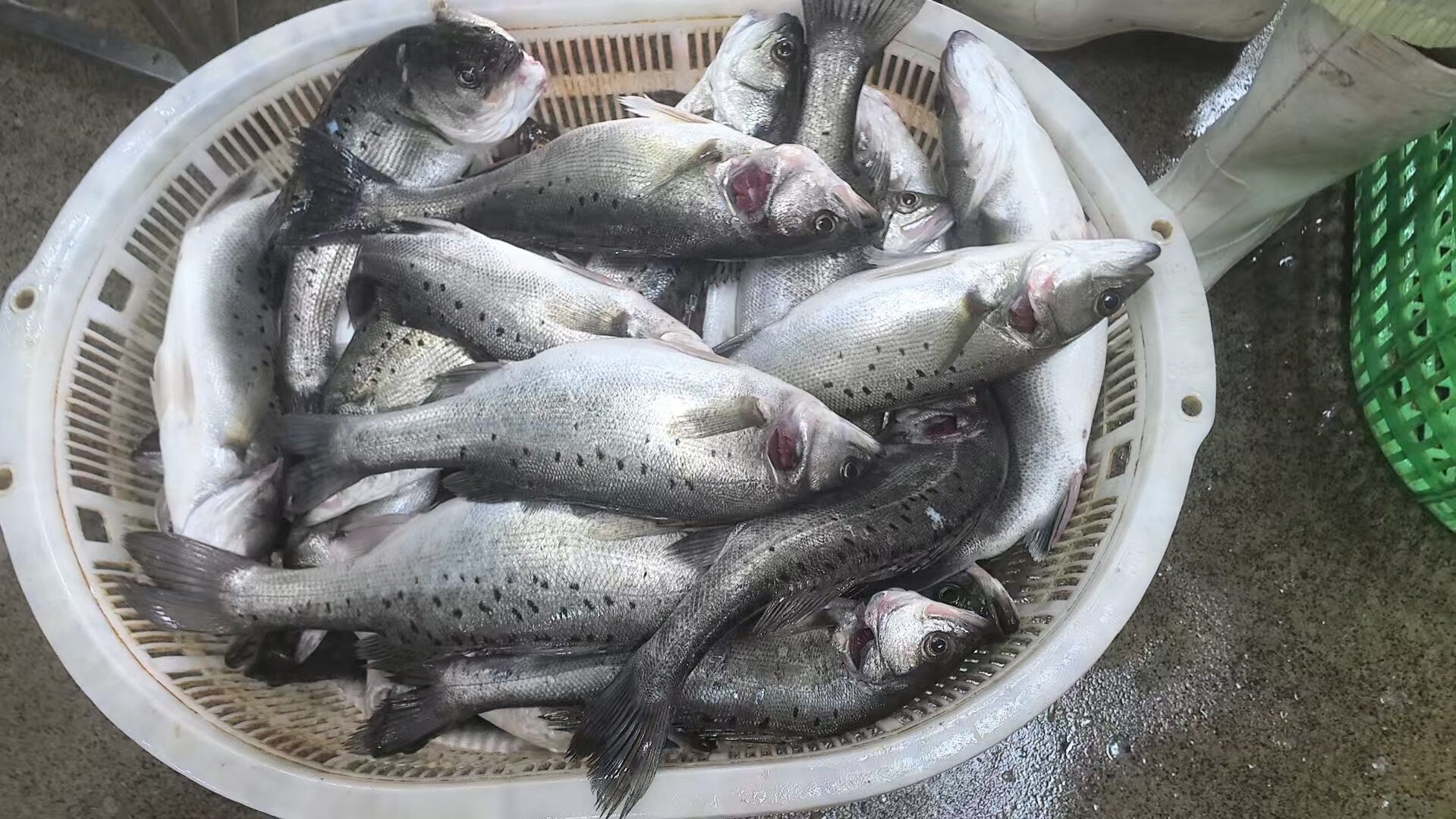 Seabass farm in China