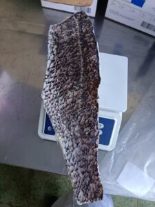 brown croaker fillet skin on 1000gram up-Protonibea diacanthus