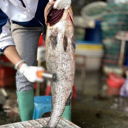 Brown Croaker (Protonibea diacanthus): China’s “Sea Gem” from Raoping – Premium Seafood & Export-Quality Products