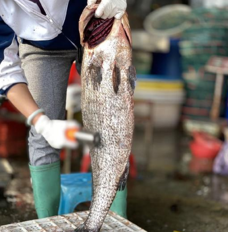Brown Croaker (Protonibea diacanthus): China’s “Sea Gem” from Raoping – Premium Seafood & Export-Quality Products