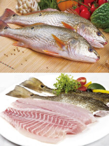 red drum fish