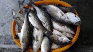 Asian seabass fresh in China