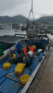 Aquaculture ponds reinforced against typhoon damage in South China