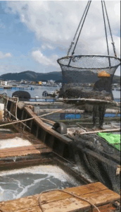 Typhoon preparation in aquaculture industry, South China