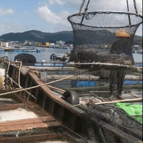 Super Typhoon “Huajiasa” Threatens South China: Aquaculture Farmers Race Against Time to Secure Their Stocks