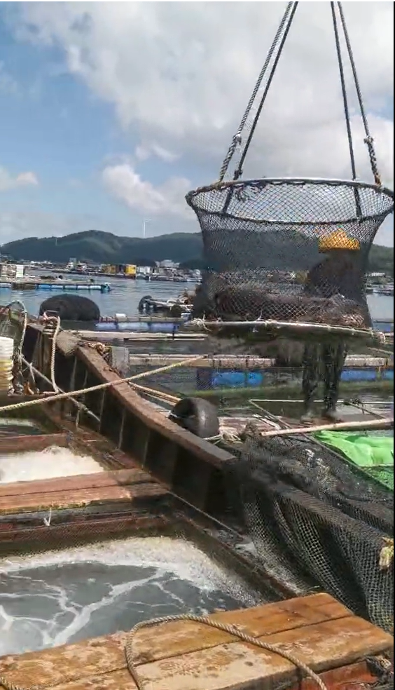 Typhoon preparation in aquaculture industry, South China