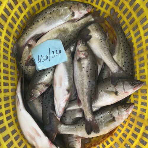 Sea Bass Price Update: Live and Ice Transport Rates This Week