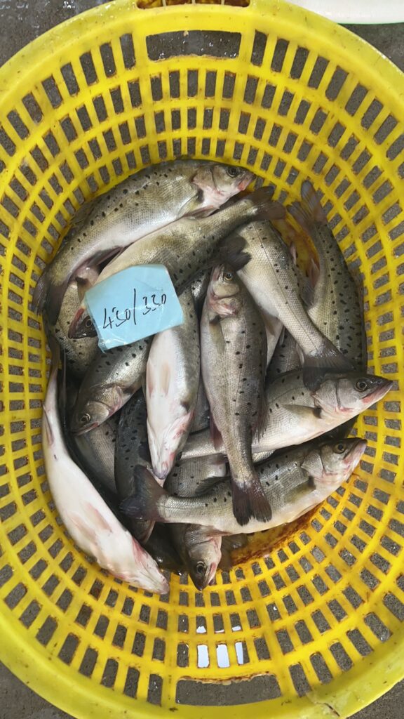 fresh asian seabass