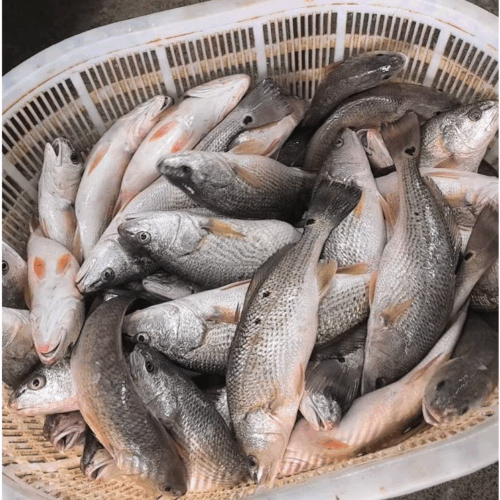 What is Red Drum Fish? | Sustainable Aquaculture from Zhuhai