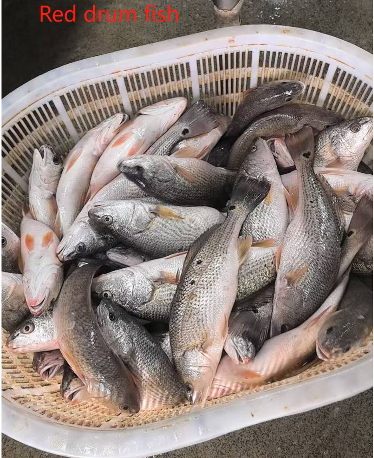 red drum fish farmed in China zhuhai