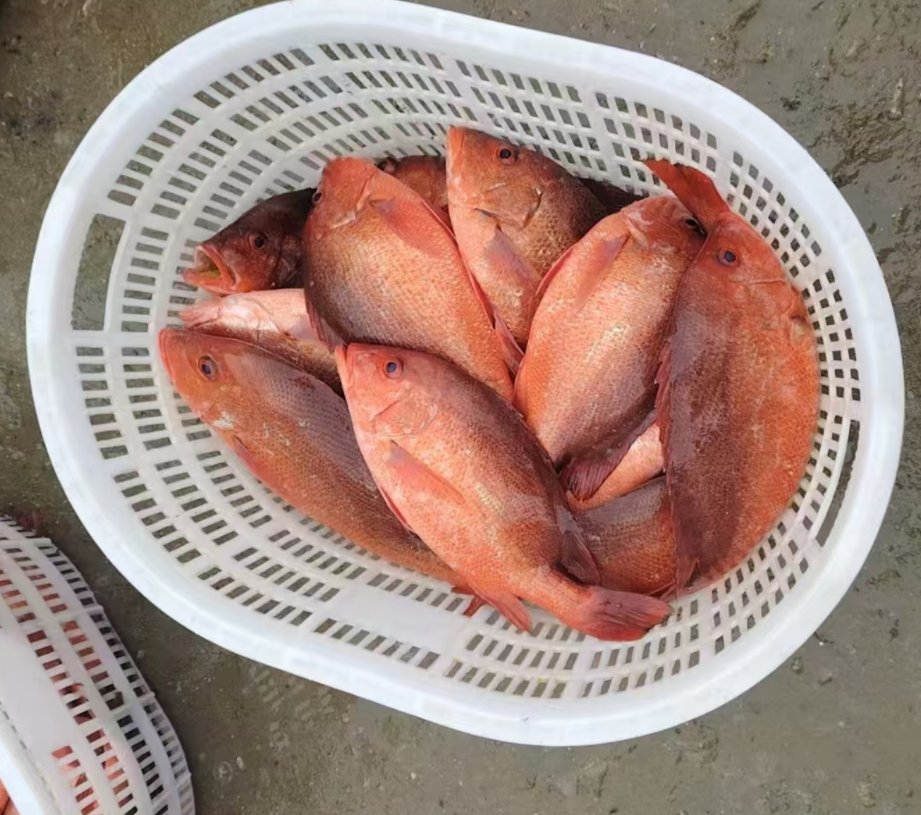 Fresh Red Snapper Fish with Vibrant Red Color