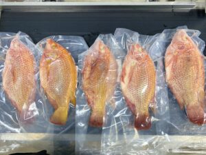 Frozen Red Tilapia ready for export to the EU, Canada, and New Zealand